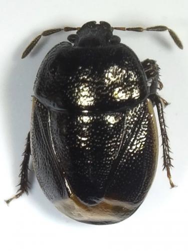 Réf. 234 463 : Legnotus limbosus